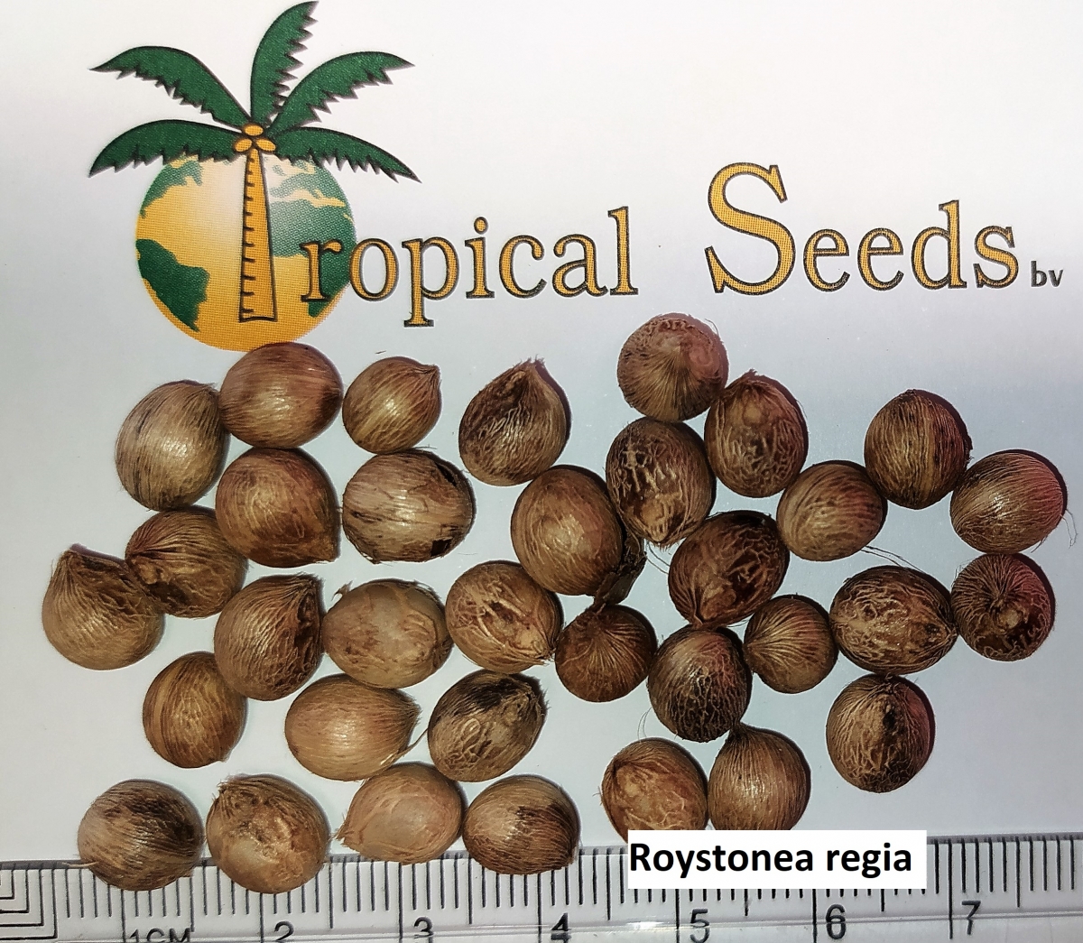 Roystonea regia Seeds