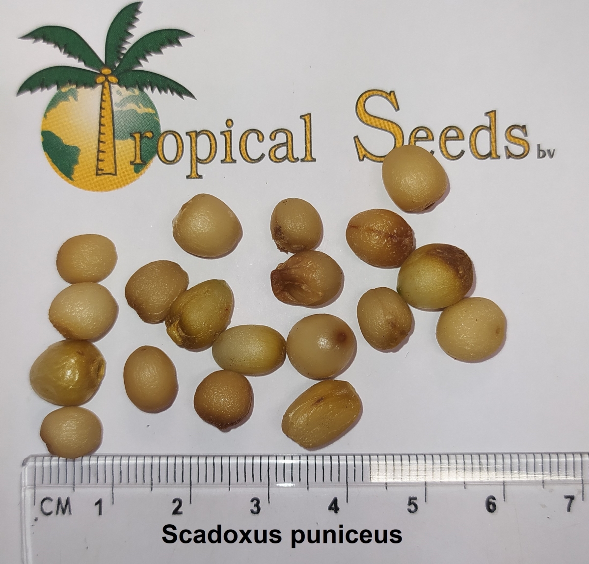 Scadoxus puniceus Seeds
