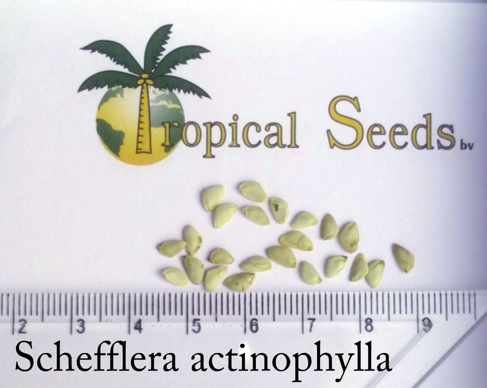 Schefflera actinophylla Seeds