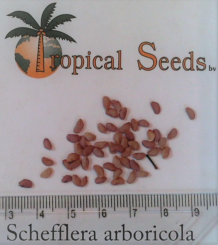 Schefflera arboricola Seeds