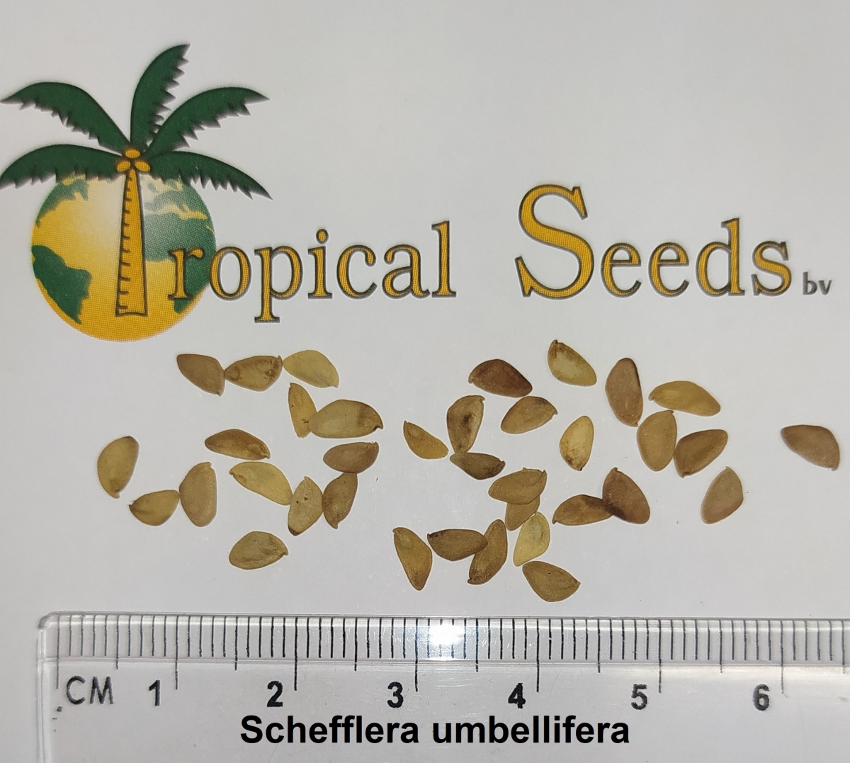 Schefflera umbellifera Seeds