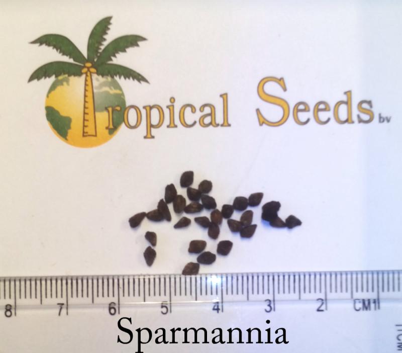 Sparmannia Seeds