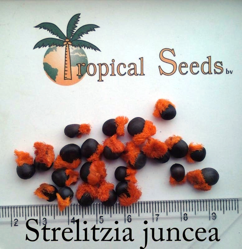 Strelitzia juncea Seeds