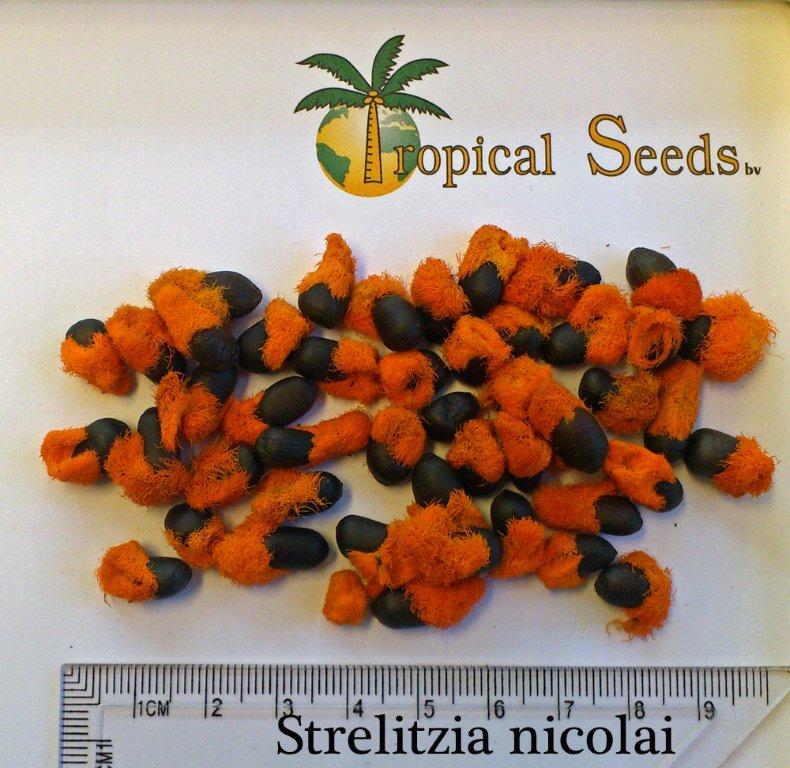 Strelitzia nicolai 种子
