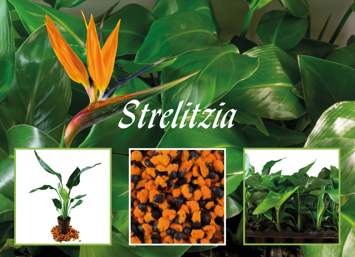 10 x Neu Strelitzia Reginae Paradiesvogelblume Samen Seeds^
