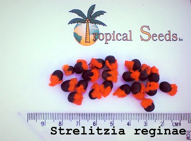 Strelitzia reginae Seeds