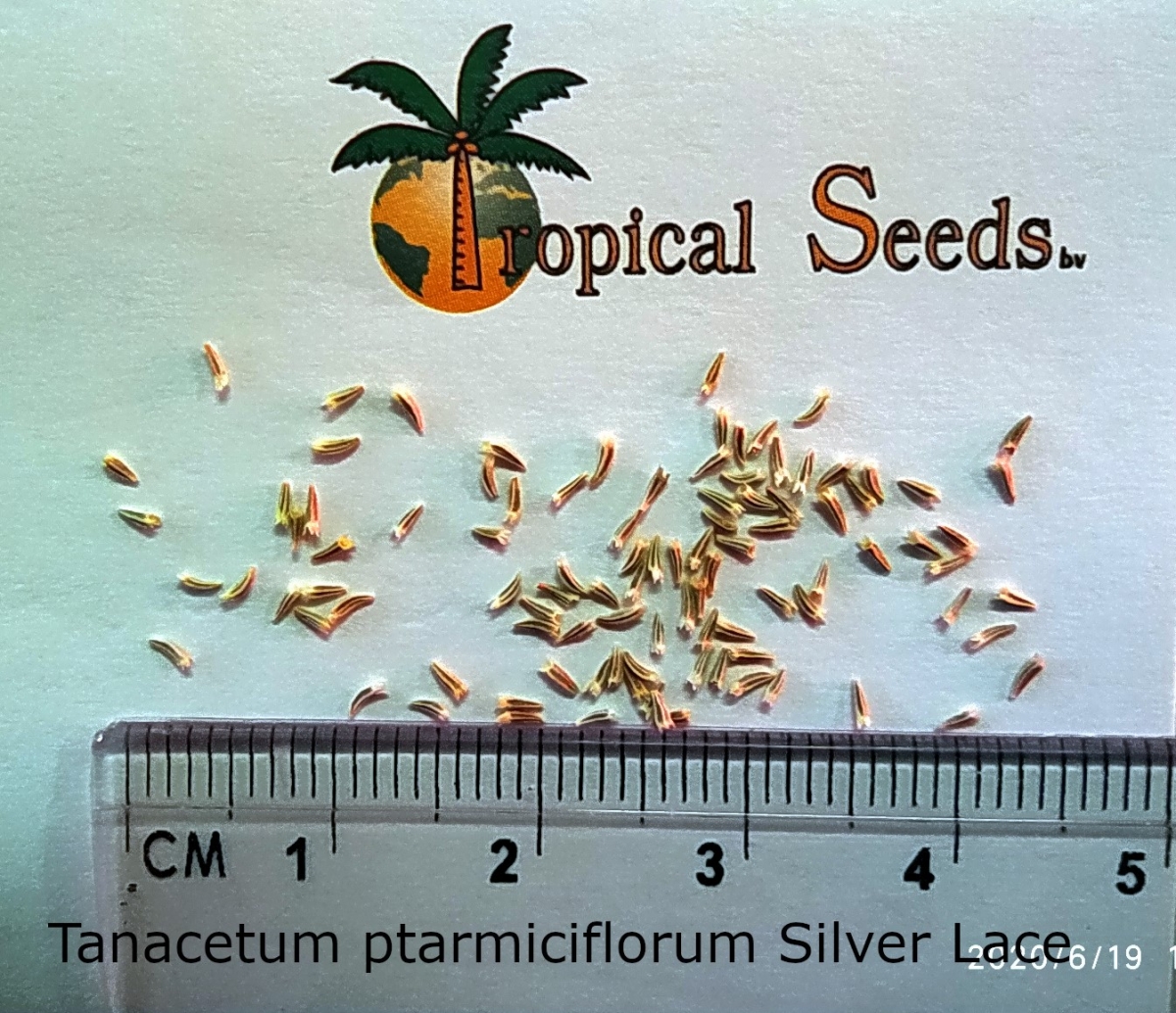 Tanacetum ptarmiciflorum 'Silver Lace' Seeds