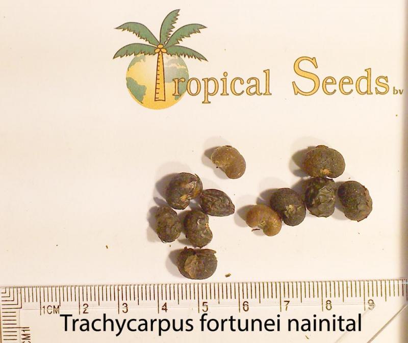 Trachycarpus fortunei 'Nainital' Seeds