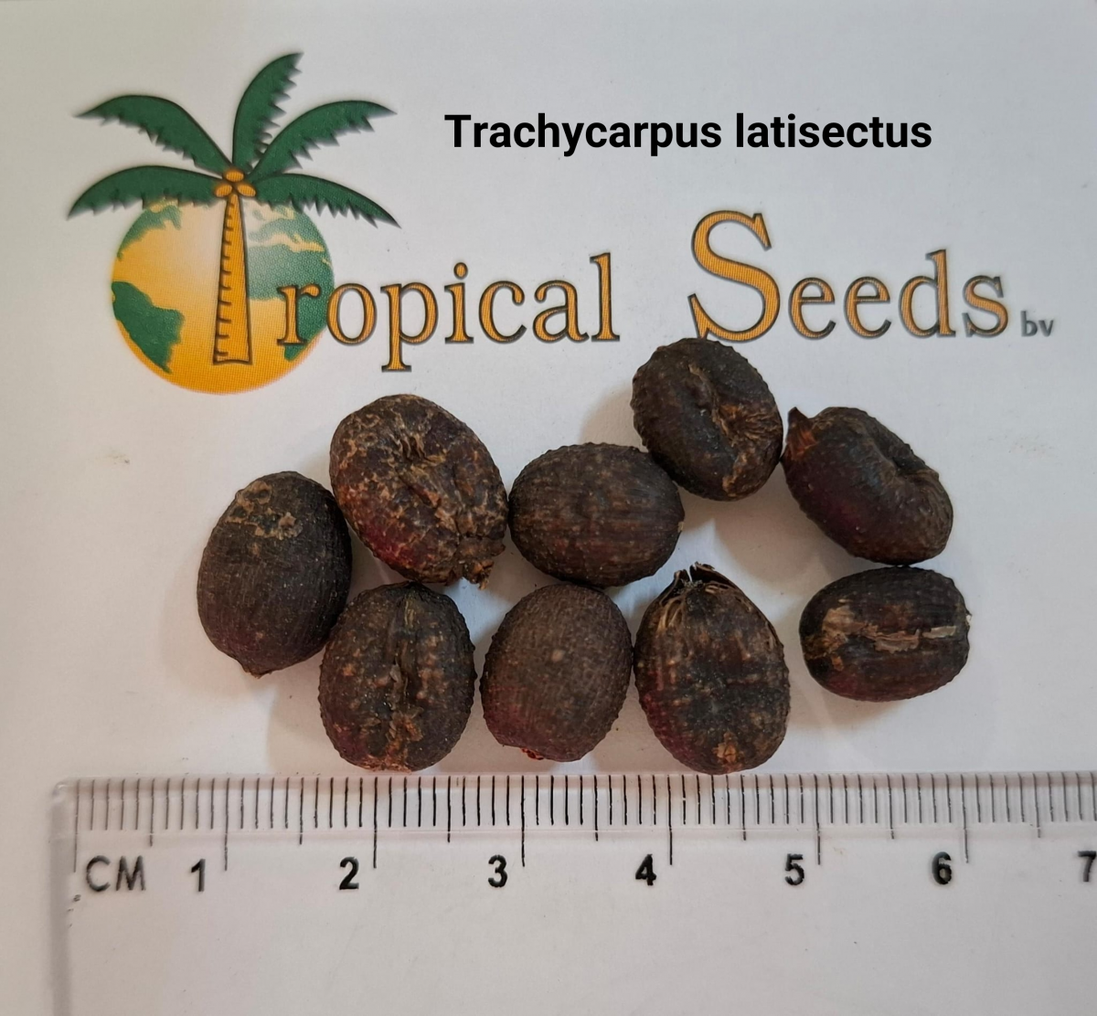 Trachycarpus latisectus