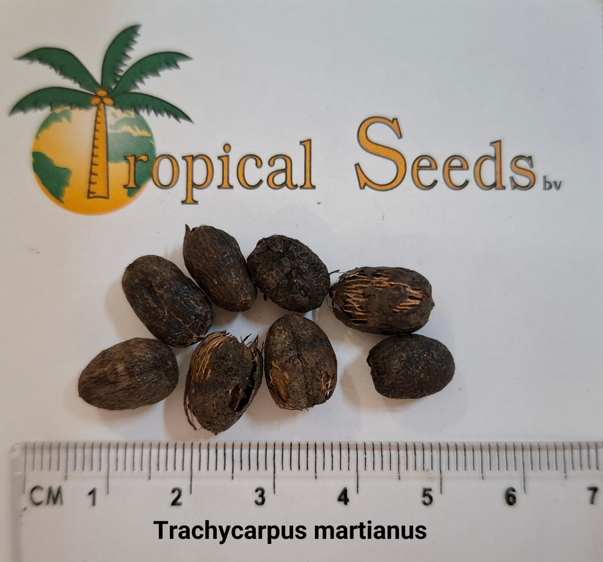 Trachycarpus martianus