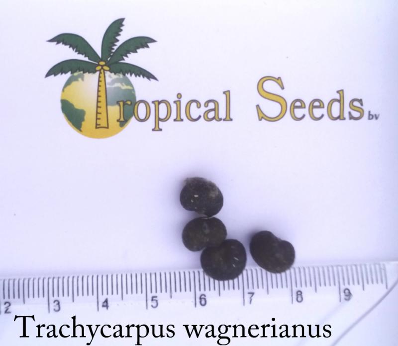 Trachycarpus wagnerianus Seeds