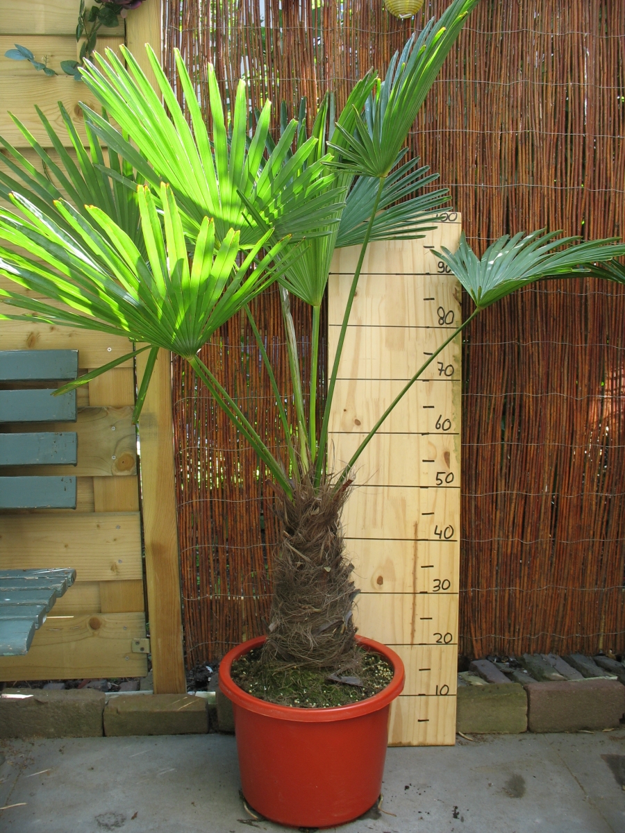 TRACHYCARPUS FORTUNEI 31 Chusan Palm Tree Seedlings Tropical 
