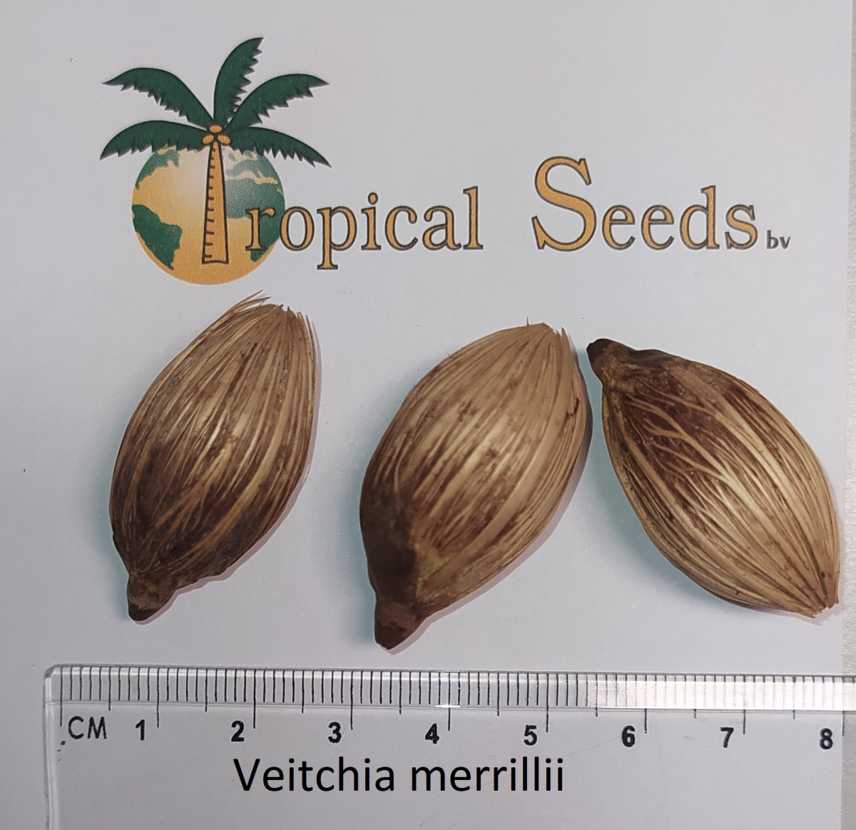 Veitchia merrillii Seeds