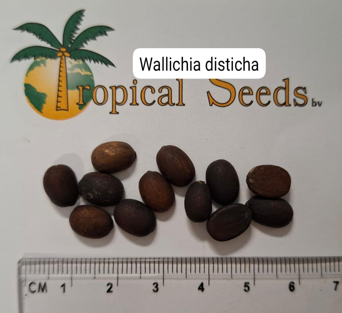 Wallichia disticha