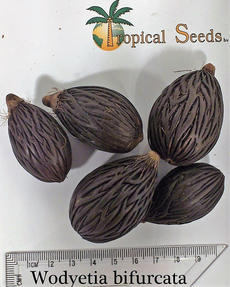 Wodyetia bifurcata Seeds