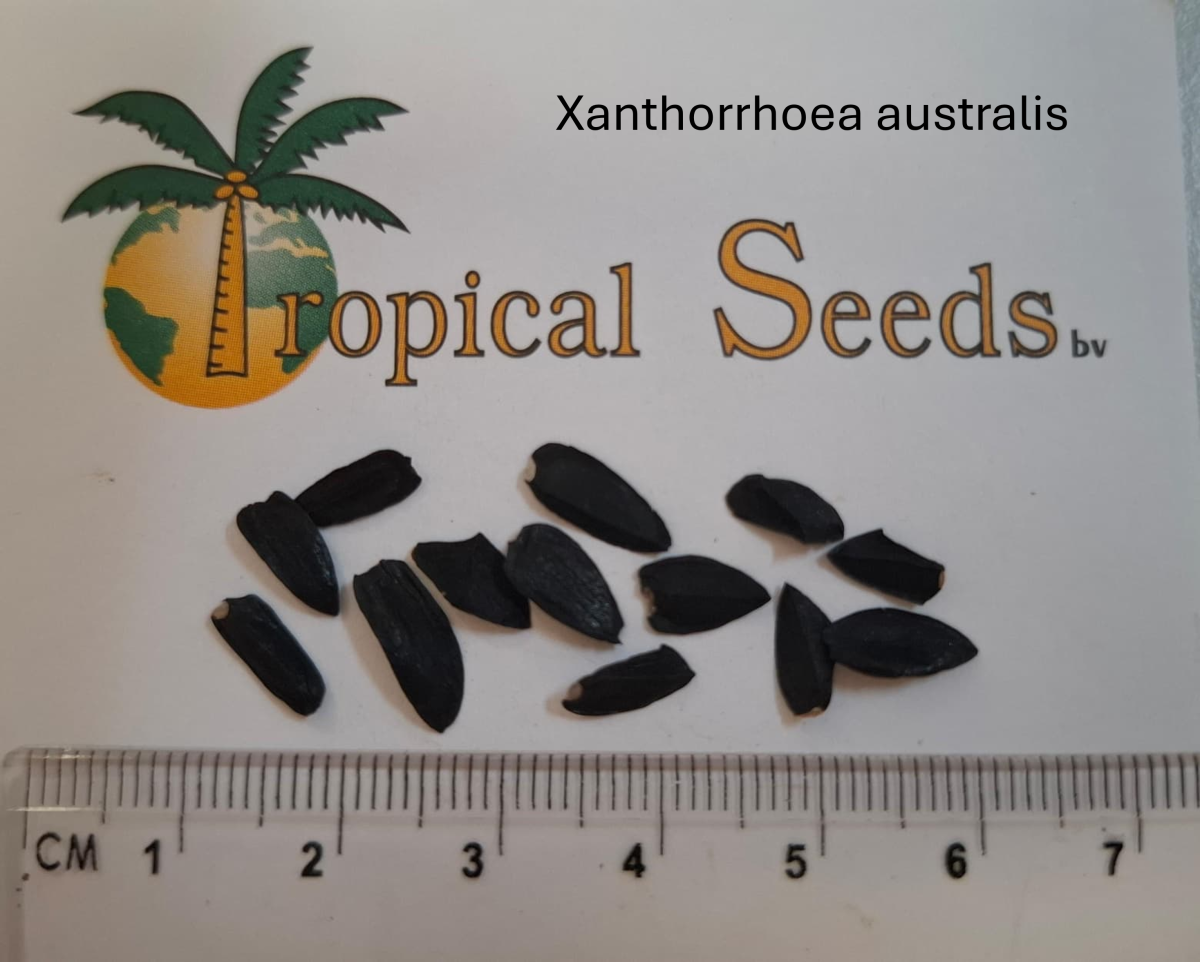 Xanthorrhoea australis