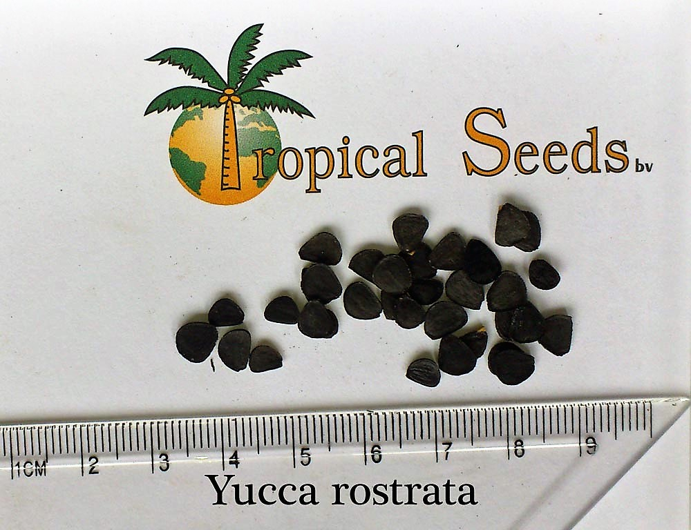 Yucca rostrata 种子