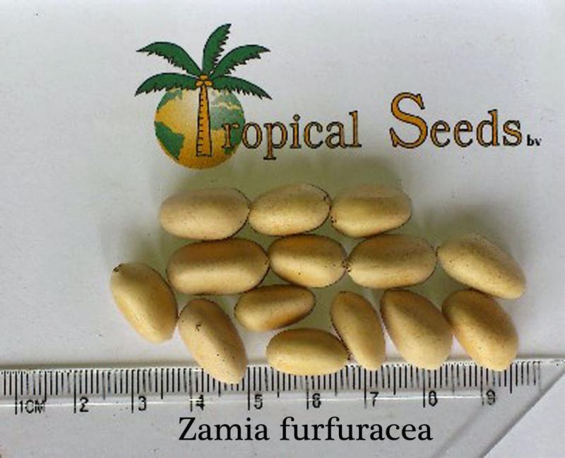 Zamia furfuracea Seeds