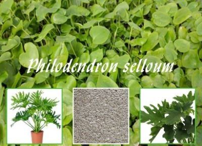 Philodendron Selloum seeds