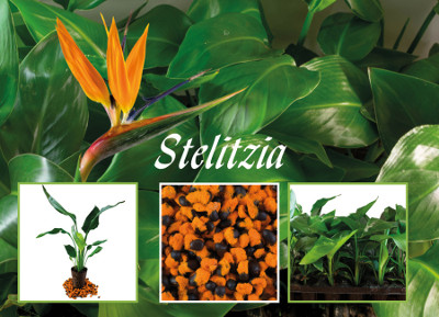 Stelitzia seeds