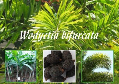 Wodyetia Bifurcata seeds